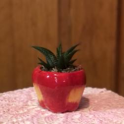 Apple of my Eye