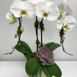 White orchids arranged in a beige pot with a purple succulent