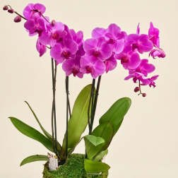 Potted magenta orchids with broad green leaves in a moss-covered container