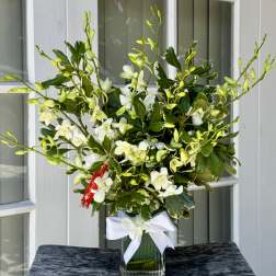 White Dendrobium Orchids Gift Arrangement