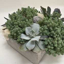 Succulent Garden