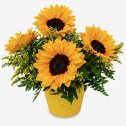 Sunny Sunflowers