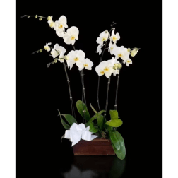 White orchid arrangement in a rectangular wooden planter with a white bow