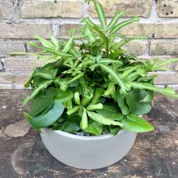 Fern Magic