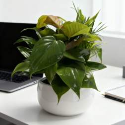 Ceramic Bowl Dish Garden Planter