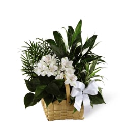Basket of green houseplants with white blooms and a white bow