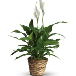 Potted peace lily with white blooms in a woven basket