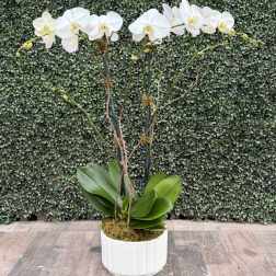 ORCHID OASIS (WHITE)