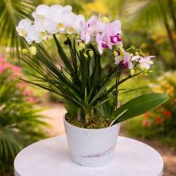 Phalaenopsis Orchids & Dracaena Planter