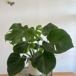 Potted Monstera