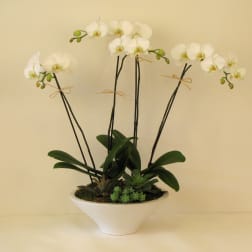 White orchid arrangement in a white bowl planter
