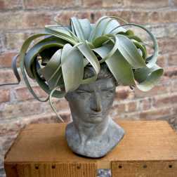Potted air plant arranged in a gray sculpted bust planter