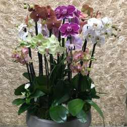Potted orchid arrangement with purple, white, and pink blooms