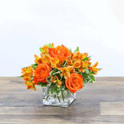 Orange and Sunny