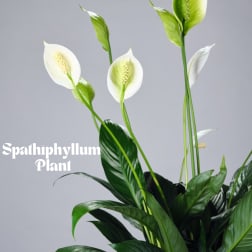 White peace lily plant with glossy dark green leaves