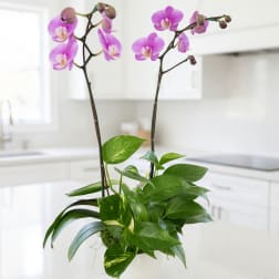 Pink orchids in a white pot with green foliage