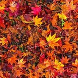 Designer's Choice Fall Arrangement