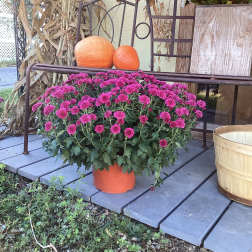 Potted pink chrysanthemums on a porch with pumpkins behind them