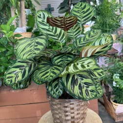 Potted calathea plant with striped green leaves in a woven basket