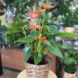 Potted anthurium plant with pink and coral blooms in a woven basket