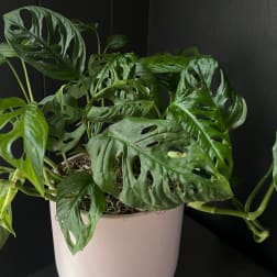 Potted monstera adansonii plant with perforated green leaves in a white container