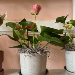 Potted anthurium plant with pink blooms in a speckled white container