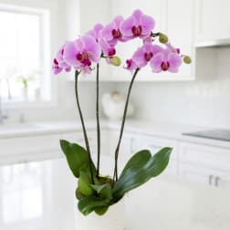 Pink orchids in a white ceramic pot on a kitchen counter