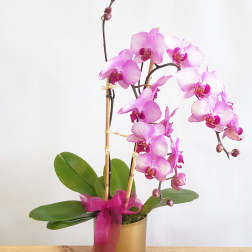Pink orchid plant in a gold pot with a magenta ribbon