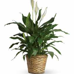 Simply Elegant Spathiphyllum (Peace Lily) - 8 inch