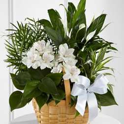 FTD Peace & Serenity Dishgarden