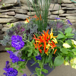 Colorful potted floral arrangement with purple, yellow, and orange blooms
