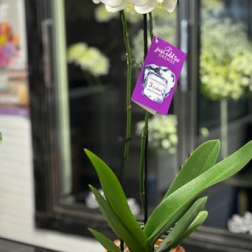 ORCHID PLANT