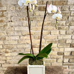 Flora Bella II