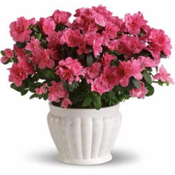 Azalea Plant