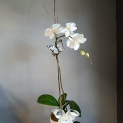 White orchid plant in a white pot with a ribbon and butterfly decoration