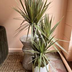 Two potted dracaena plants with long striped leaves