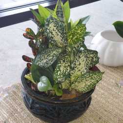 Round Dish Garden