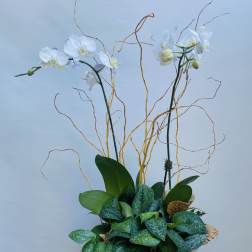 Botanical Orchids