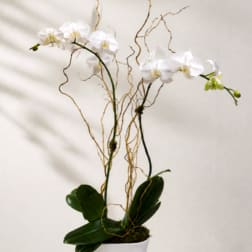 White orchid plant in a white pot with curly decorative branches