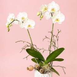 White orchids arranged in a white vase against a pink background.