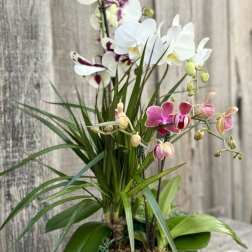 Potted orchid arrangement with white and pink blooms in a round container