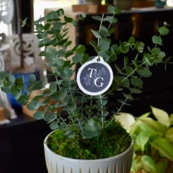 Potted eucalyptus plant with a round tag in a ceramic container