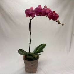Potted pink orchid with a single arching stem and broad green leaves