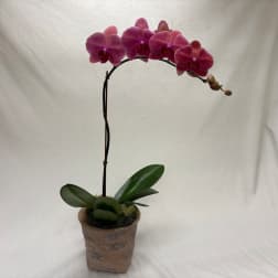 Potted pink orchid with a tall arching stem and broad green leaves