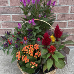 Basket of potted flowering plants with purple, red, and orange blooms
