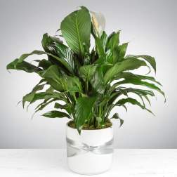 Potted peace lily with white blooms in a white container