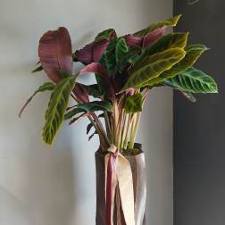 Potted calathea plant with large striped leaves in a tall wrapped container