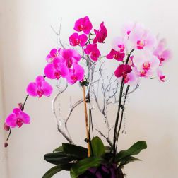 Pink and white orchid arrangement in a black container