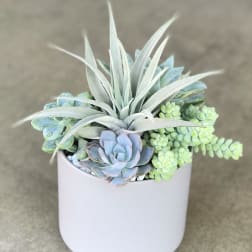 Potted succulent arrangement in a white ceramic pot
