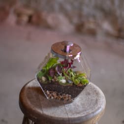 Small terrarium in a glass container on a wooden stool